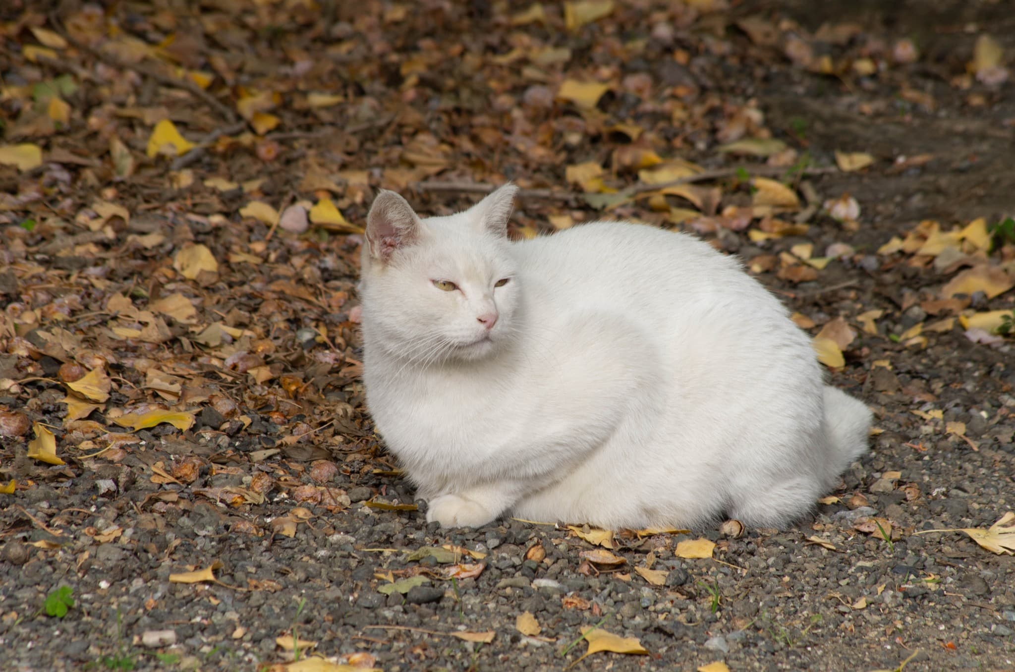 神社の猫